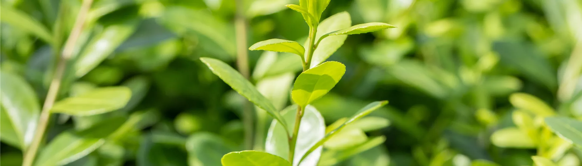Ilex crenata 'Rotundifolia'